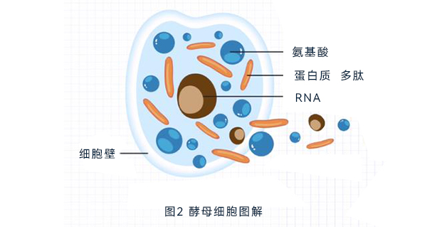 酵母細胞圖解 酵母細胞圖解