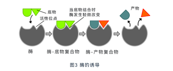 酶的誘導 酶的誘導