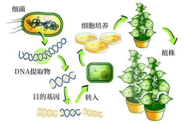 基因改良之農業應用 基因改良之農業應用